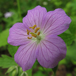 geranium maculatum espresso